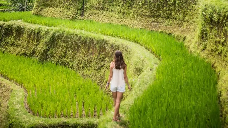 Wisatawan berjalan di Sawah Terasering Tegalalang di Ubud, salah satu destinasi di Paket Tour Ubud Tanah Lot Setengah Hari