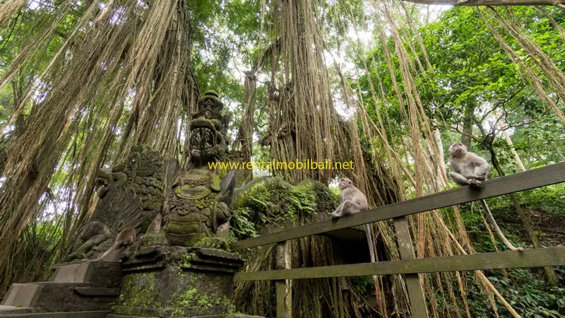 Pemandangan hutan dan monyet di Monkey Forest Ubud