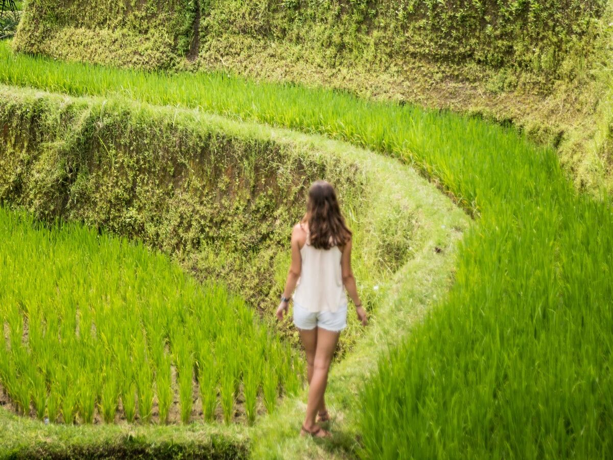 Sawah Terasering Ubud Tegalalang Hal Wajib Anda Tahu Sebelum Liburan