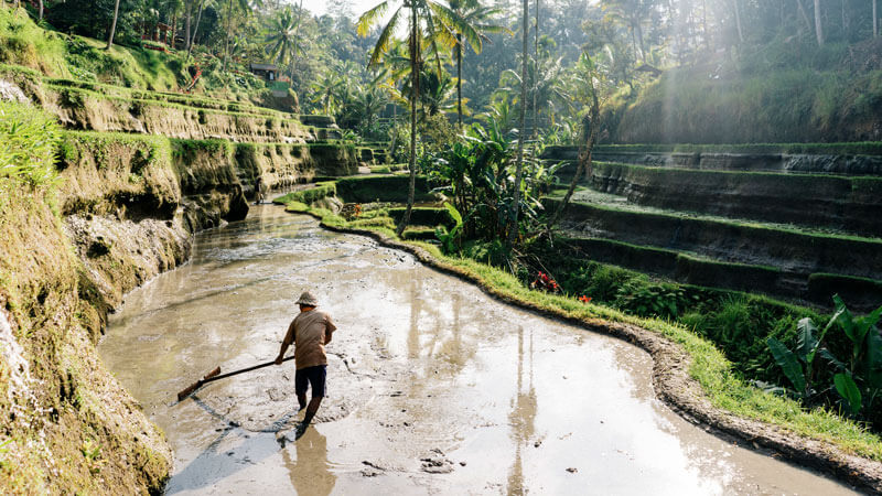 Sawah Terasering Tegallalang Ubud: Tips & Panduan Liburan