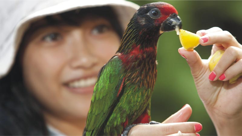 Memberi makan burung di Bali Bird Park.