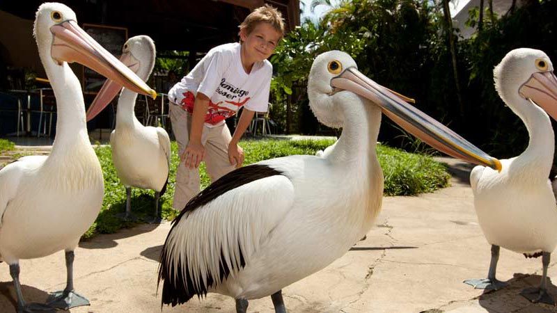 Interaksi seru pengunjung cilik dengan pelikan di Taman Burung.