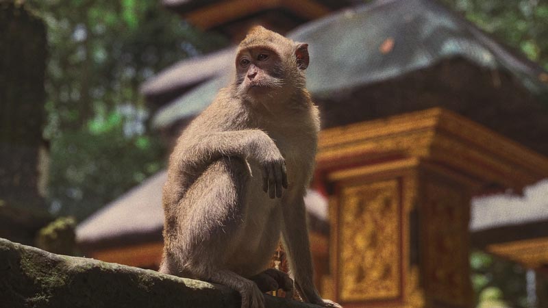 Sangeh Bali Monkey Forest: Daya Tarik & Tiket Masuk [2024]