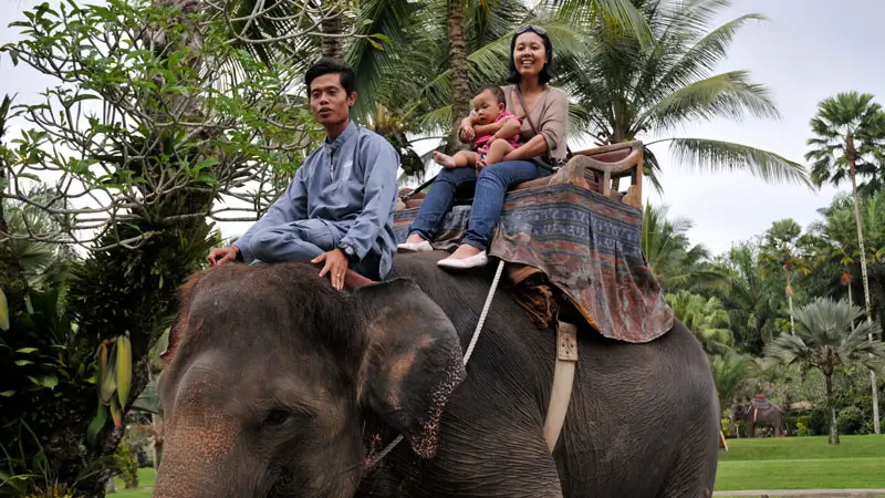 Wisatawan naik gajah di Taro Elephant Safari Park