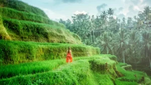 Wisatawan menikmati keindahan sawah terasering Ubud, bagian dari itinerary liburan 3 hari di Bali.